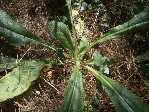 Rosetta basale di Verbascum ?no, Inula conyzae